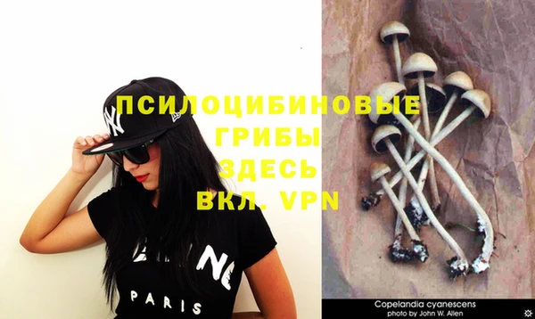 PSILOCYBIN Дмитриев